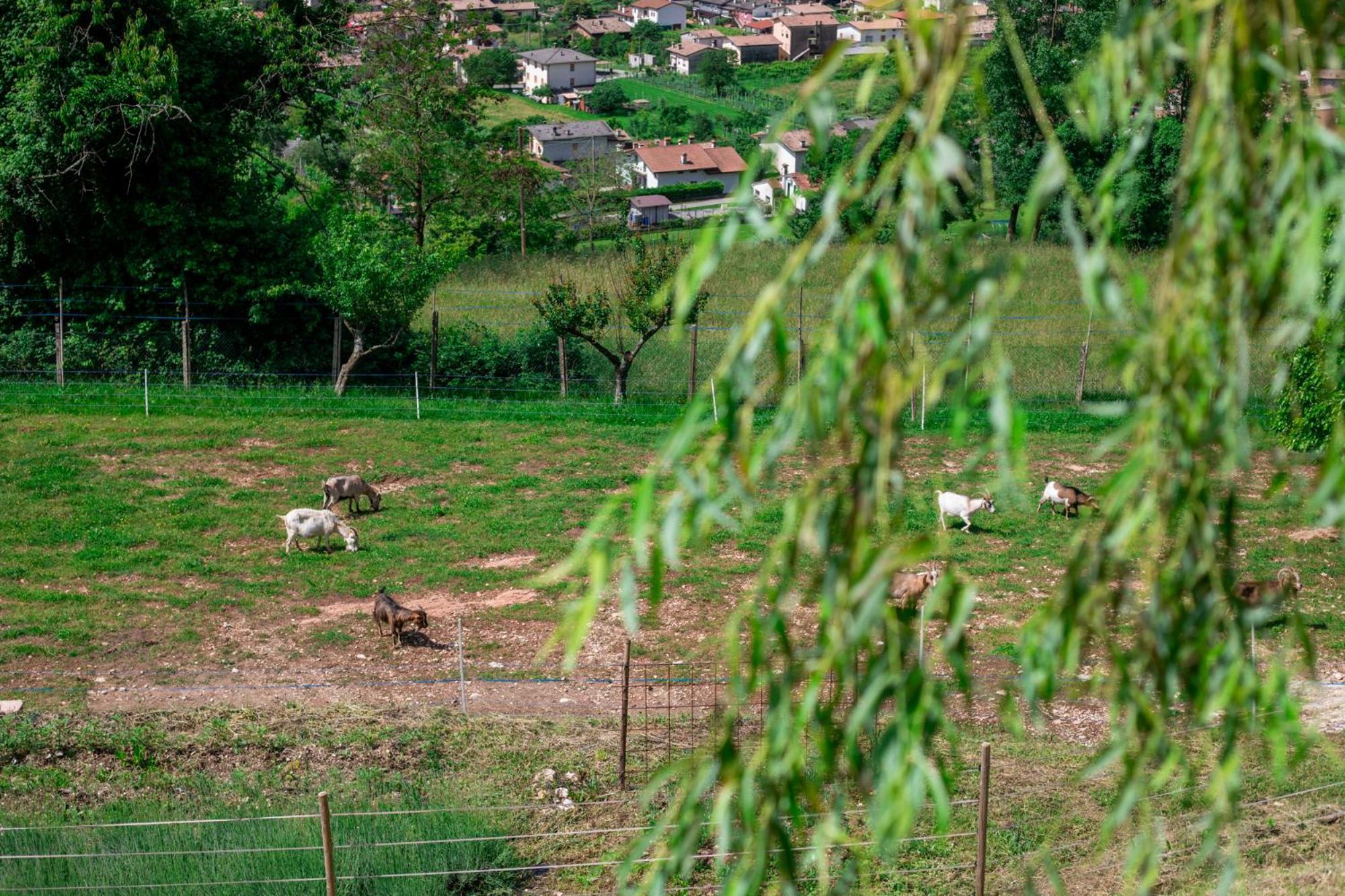 Agriturismo Riva Dei Coz Sequsino Екстер'єр фото
